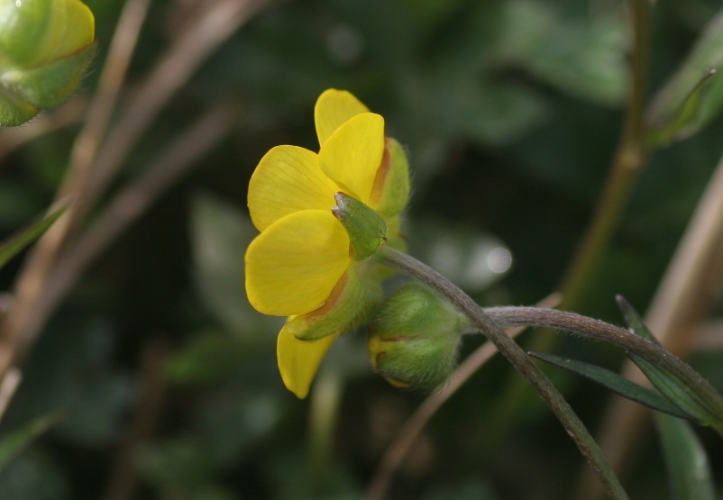 Ranunculus montanus / Ranuncolo montano